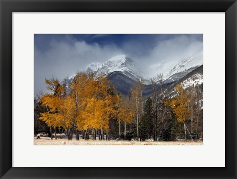 Framed RMNP Aspens and Storm Clouds Print