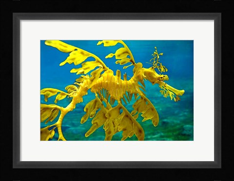 Framed Sea Dragon Print