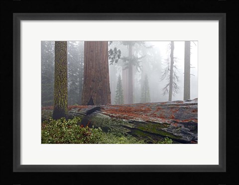 Framed Sequoia Fallen Giant Print