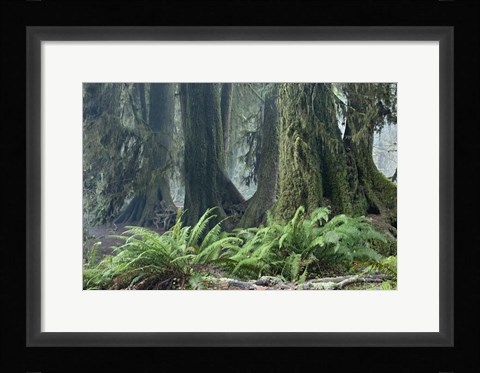 Framed Washington Olympic NP Foggy Ferns Print