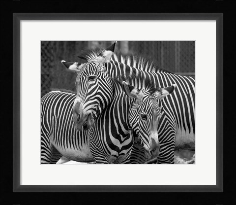 Framed Zebras Print