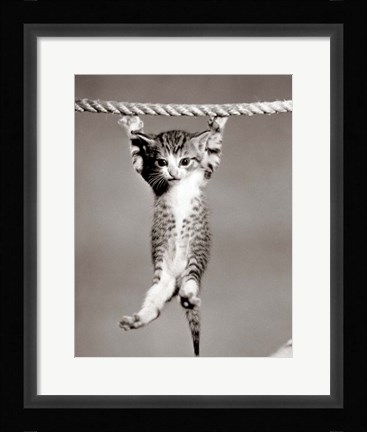 Framed 1950s Little Kitten Hanging From Rope Print