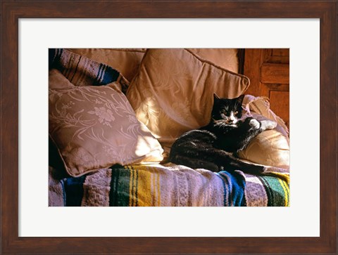 Framed Tuxedo Cat Sitting On Sofa Print