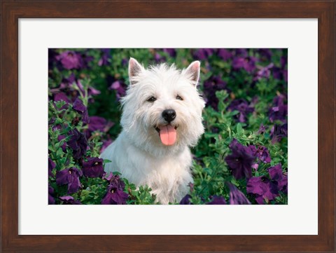 Framed West Highland Terrier Sitting In Petunias Print