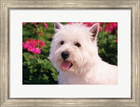 Framed West Highland Terrier Head Shot Print