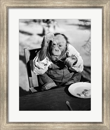 Framed 1930s Very Old Chimpanzee Print