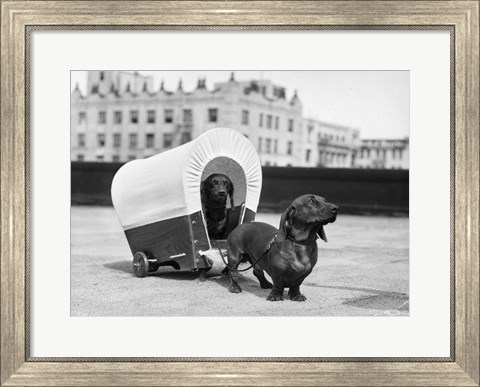 Framed 1930s Two Dachshund Dogs Print