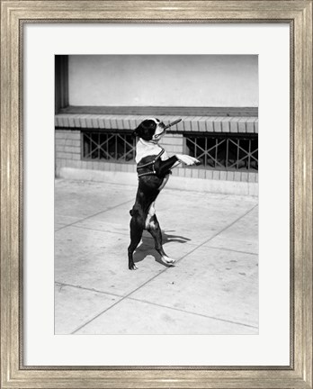 Framed 1930s Boston Terrier Performing Print