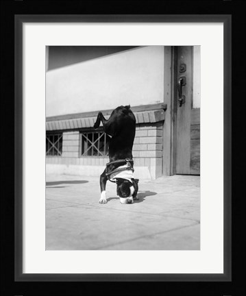 Framed 1930s Boston Terrier Performing Trick Print