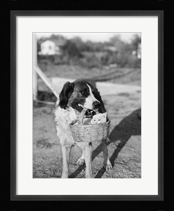 Framed 1930s Dog Holding Cat Print