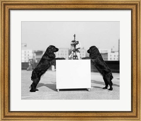 Framed 1930s Two Black Cocker Spaniels Standing Print