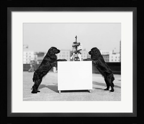 Framed 1930s Two Black Cocker Spaniels Standing Print