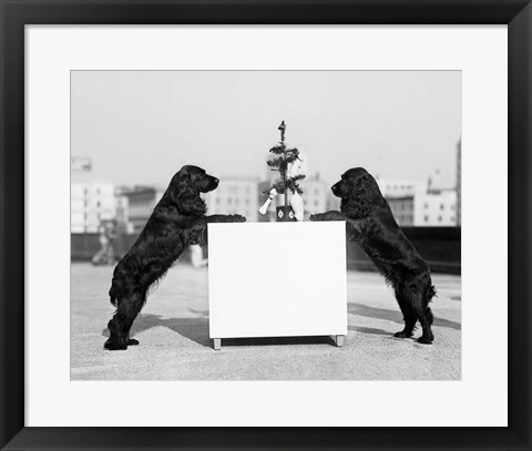 Framed 1930s Two Black Cocker Spaniels Standing Print