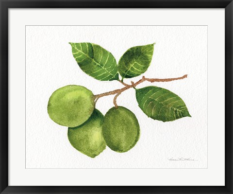 Framed Citrus Garden II Print