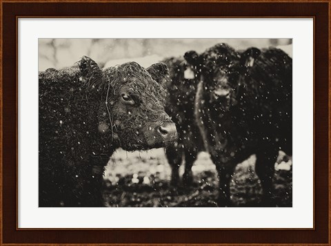 Framed Its Snowing Print