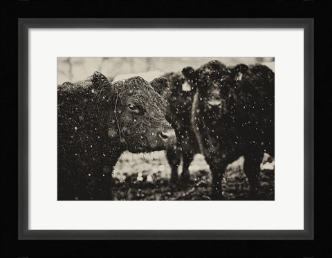 Framed Its Snowing Print