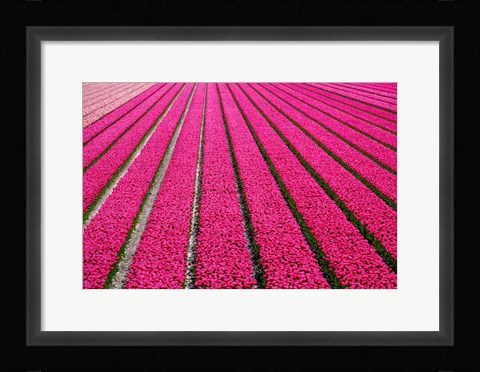 Framed Tulip Field Hot Pink Print