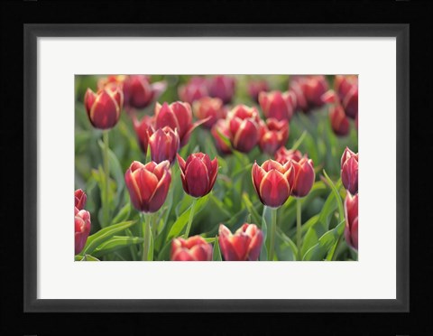 Framed Tulip Field Papillon Print