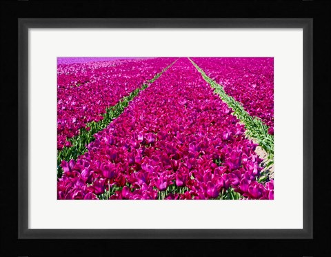 Framed Tulip Field Red Violet Print
