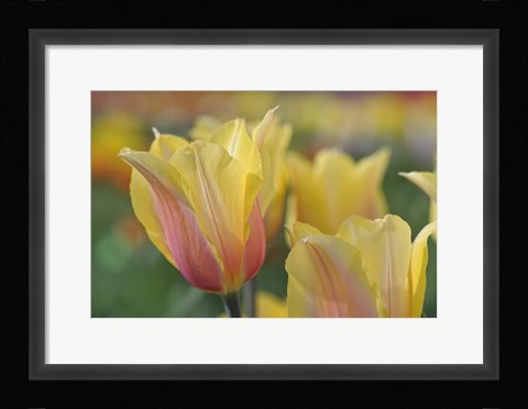 Framed Tulip Flower Blushing Beauty Print