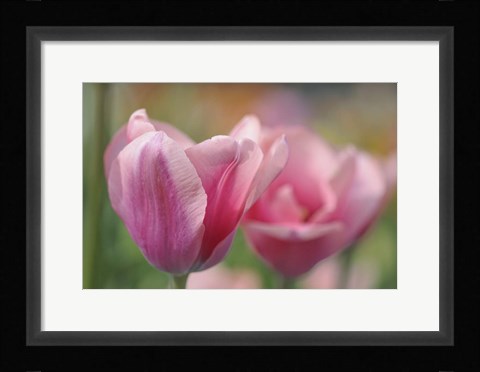 Framed Tulip Flower Pink Mirella Print