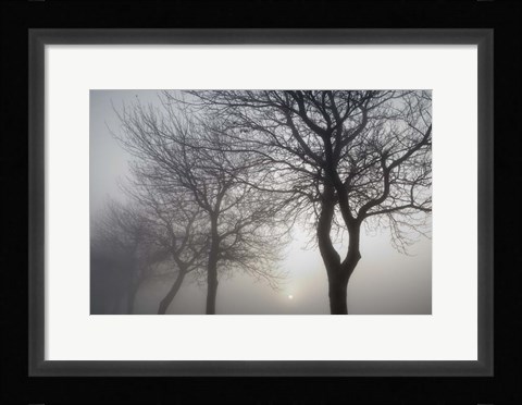 Framed Hazy Dawn with Tree Tree Silhouettes B&amp;W Print