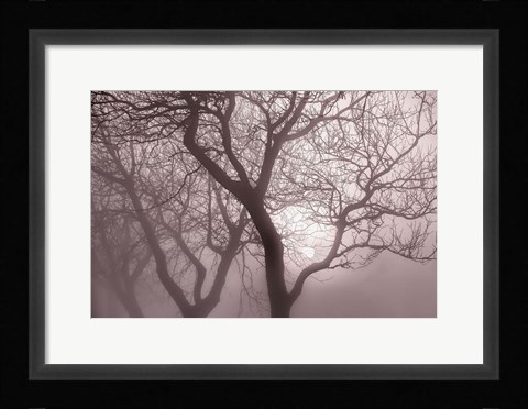 Framed Hazy Dawn with Tree Tree Silhouettes Print