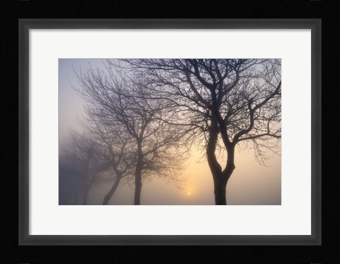 Framed Hazy Sunrise with Tree Tree Silhouettes Print