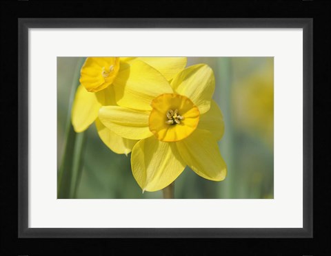 Framed Yellow Daffodils Print