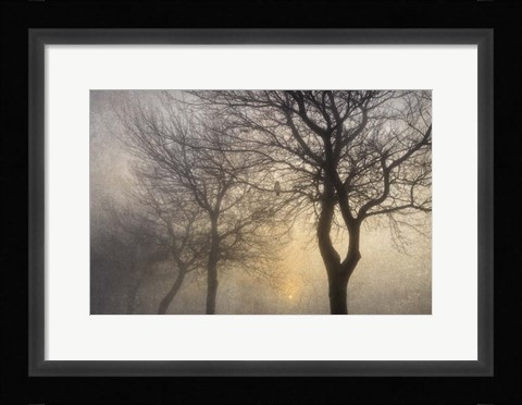 Framed Mystic Trees with Owl Print