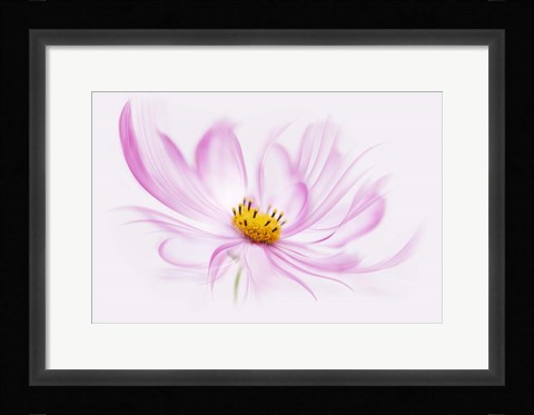 Framed Dancing Flower Cosmos Print
