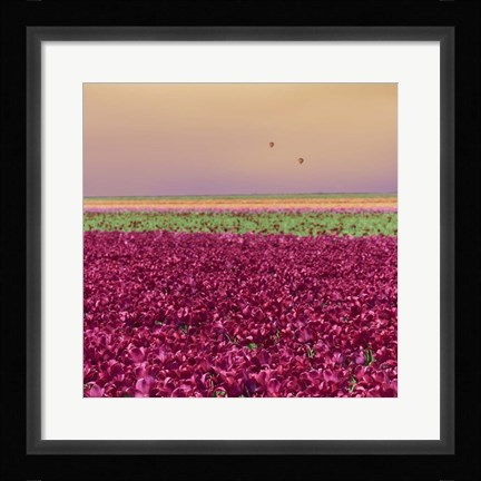 Framed Carmine Tulip Field Print
