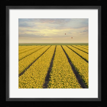 Framed Daffodil Fields Print
