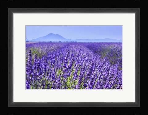 Framed Lavender Field Close Up Print