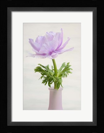 Framed Lilac Anemone Print