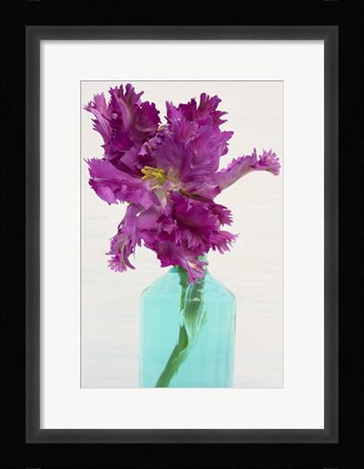 Framed Purple Parrot Tulip Print