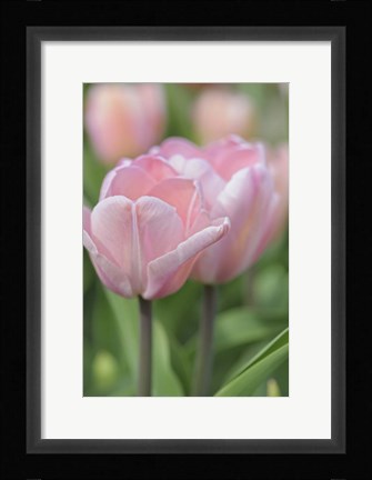 Framed Tulip Flower Baronesse Print