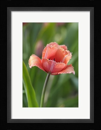 Framed Tulip Flower Parabola Print