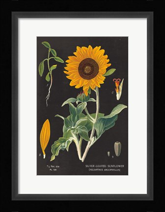 Framed Sunflower Chart Print