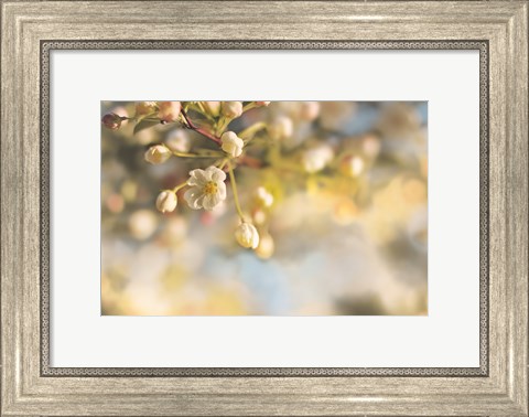 Framed Blush Blossoms II Pastel Print