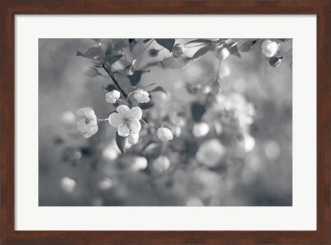 Framed Blush Blossoms I BW Print