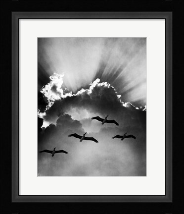Framed Birds In Sky Flying Print