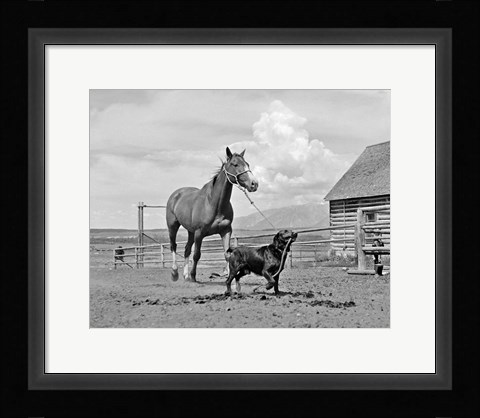 Framed 1950s 1960s Black Dog Leading Horse By Holding Rope Print