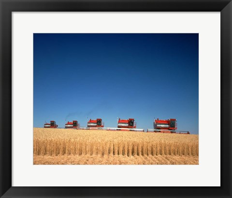 Framed 1970s Five Massey Ferguson Combines Harvesting Wheat Nebraska Usa Print