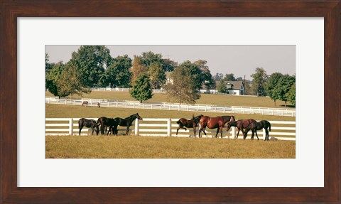 Framed 1990S Group Of Horses Beside White Pasture Fence Print