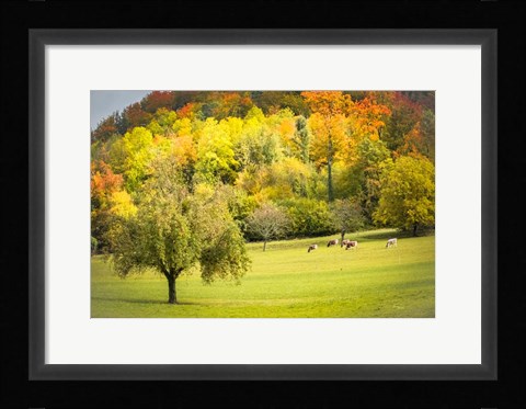 Framed Peaceful Pasture II Print