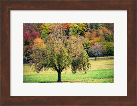 Framed Tree in the Pasture Print