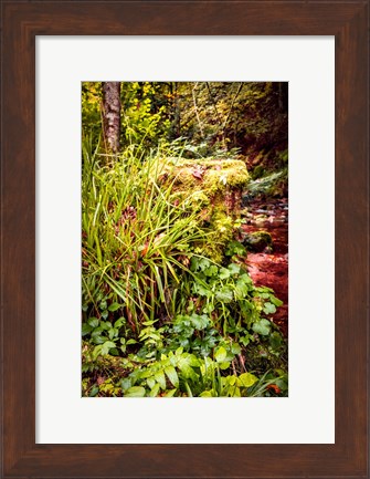 Framed Black Forest River Bank Print