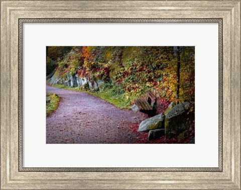 Framed Black Forest Path Print