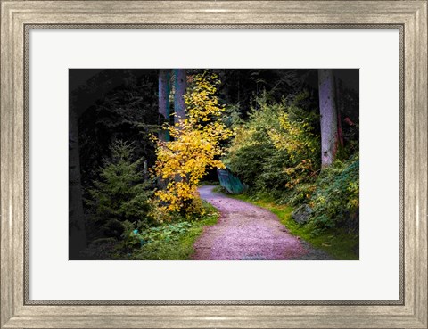 Framed Black Forest Path II Print